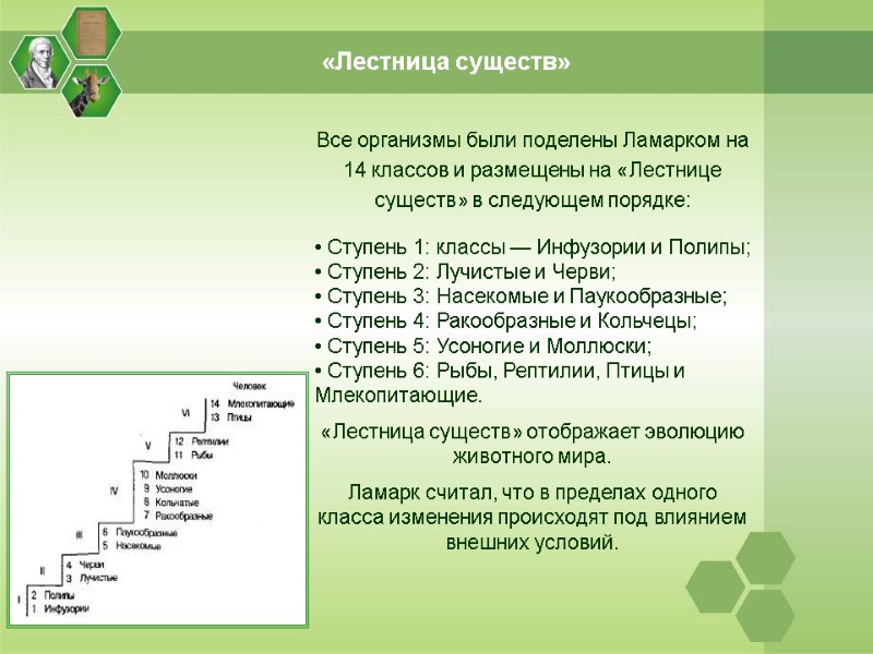 «Лестница существ» Все организмы были поделены Ламарком на 14 классов и размещены на «Лестнице